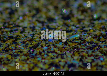 Beautiful beach and shells pebbles on mediterranea Stock Photo