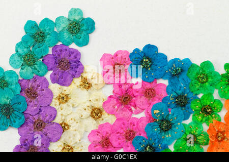 Decorative montage compilation of colorful dried spring flowers (purple Stock Photo