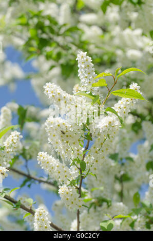 Blossom of the bird-cherry tree with white flowers Stock Photo