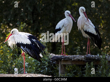 White Storks, Nature zoo Rheine, Germany Stock Photo