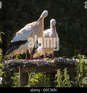 White Storks, Nature zoo Rheine, Germany Stock Photo