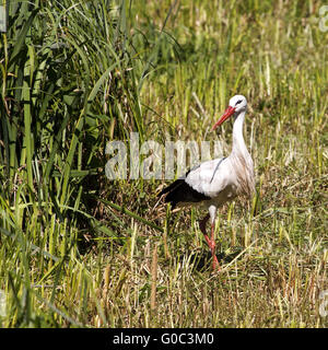 White Stork, Nature zoo Rheine, Germany Stock Photo
