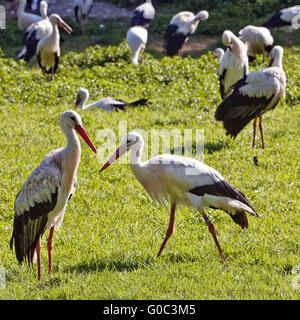 White Storks, Nature zoo Rheine, Germany Stock Photo