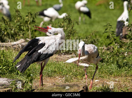 White Storks, Nature zoo Rheine, Germany Stock Photo