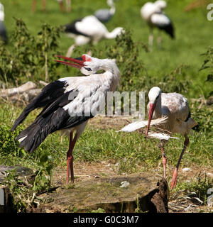 White Storks, Nature zoo Rheine, Germany Stock Photo