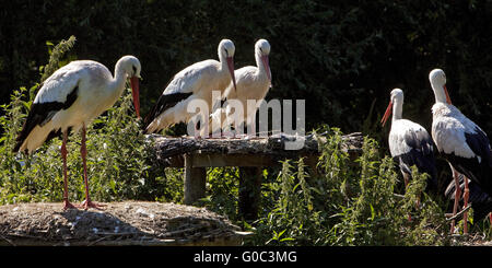 White Storks, Nature zoo Rheine, Germany Stock Photo