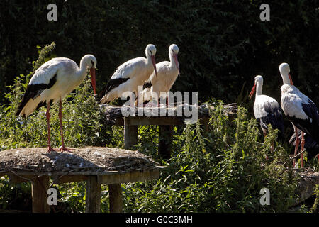 White Storks, Nature zoo Rheine, Germany Stock Photo