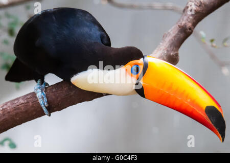 Toucan (Ramphastos toco) sitting on tree branch in tropical forest or jungle Stock Photo