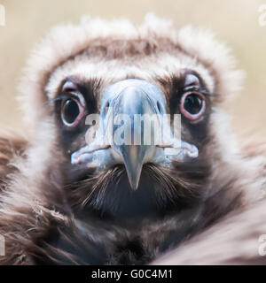 Face portrait of a Cinereous Vulture (Aegypius monachus) is also known as the Black Vulture Stock Photo