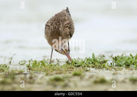 Black-Tailed Godwit Stock Photo