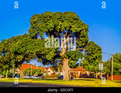 Large tree in the nature strip in the middle of the road in Albert Park, Melbourne, Australia Stock Photo