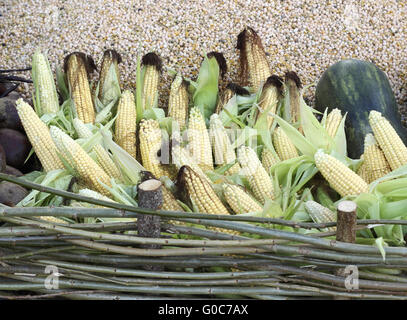 Corn cobs Stock Photo