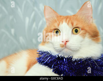 Funny red and white cat with christmas tinsel decoration Stock Photo