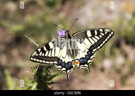 Papilio machaon, European Swallowtail from Italy Stock Photo