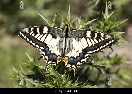 Papilio machaon, European Swallowtail from Italy Stock Photo