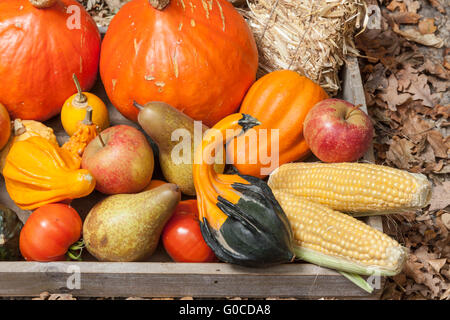 Autumn fruits Stock Photo