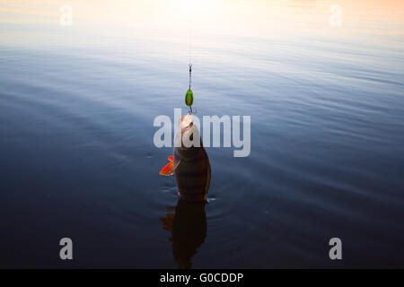 beautiful and successful fishing on a perch at sunset Stock Photo