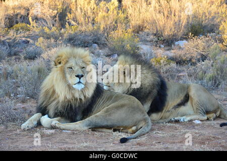A pair of black maned lions at sunset in South Africa Stock Photo