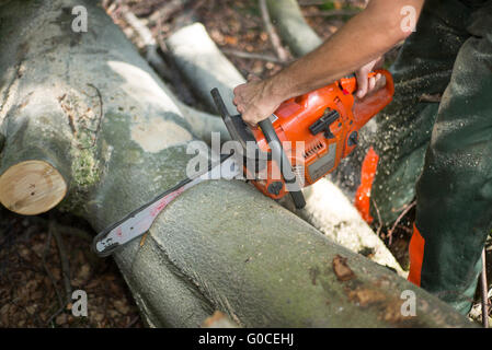 lumberjack with hardhat sawing wood in forest Stock Photo