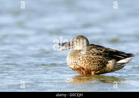 Northern Shoveler Stock Photo