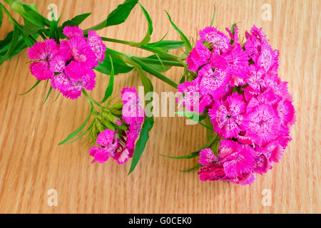 Bright pink flowers of a carnation against yellow Stock Photo