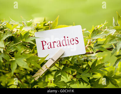 The Word  “Paradies“ in a fan-maple tree Stock Photo