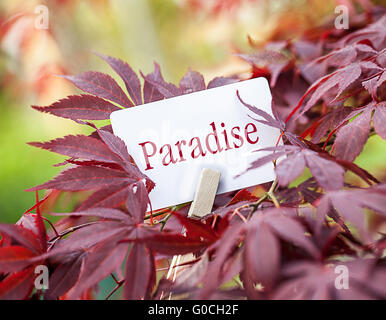 The Word  “Paradise“ in a fan-maple tree Stock Photo