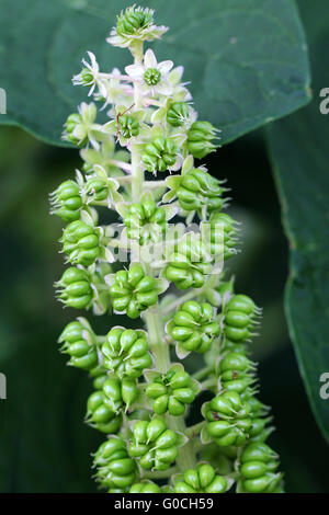 Asian Pokeweed Stock Photo