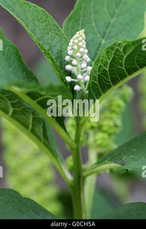 Asian Pokeweed Stock Photo