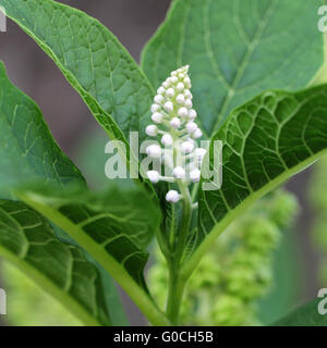 Asian Pokeweed Stock Photo