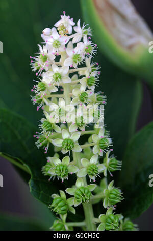 Asian Pokeweed Stock Photo