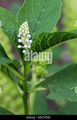 Asian Pokeweed Stock Photo