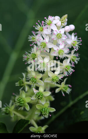 Asian Pokeweed Stock Photo