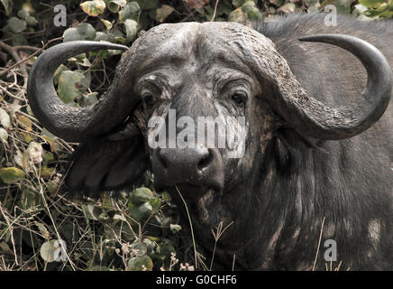 African Buffalo Stock Photo