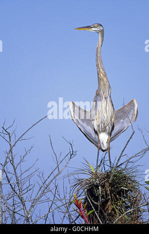 Great Blue Heron juvenile bird stands on a palm Stock Photo