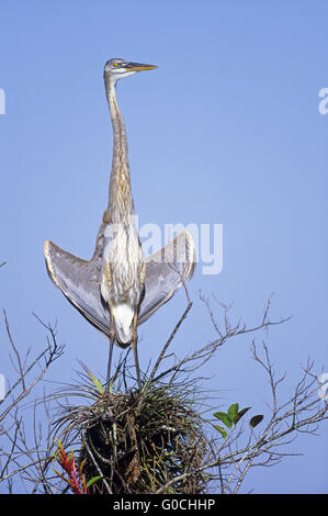 Great Blue Heron juvenile bird stands on a palm Stock Photo