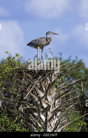 Great Blue Heron juvenile bird stands on a palm Stock Photo