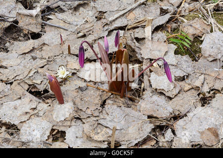 Kandyk (Erythronium sibiricum) begins to grow through the leaf litter immediately after the snow on the meadows in the Siberian Stock Photo
