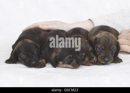 dachshund puppy Stock Photo