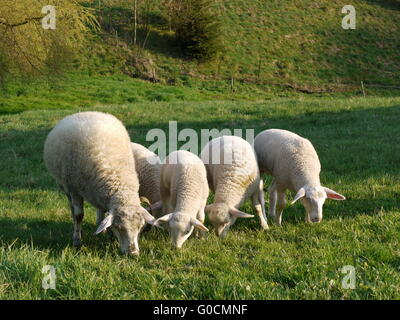 lambs at field Stock Photo