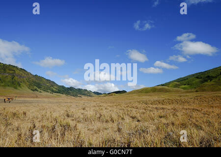 Landscape view of Savannah in Mount Bromo National Park, Surabaya, Indonesia. Stock Photo