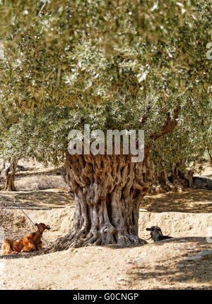 Photo of a goat in the olive grove Stock Photo