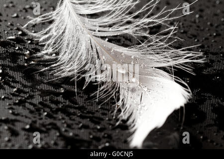 White feather with water drops on grey background Stock Photo