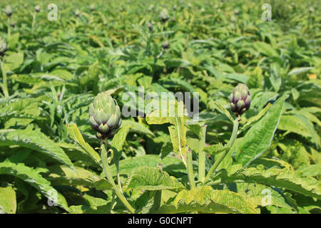 Field with artichokes in the north of Brittany, Fr Stock Photo