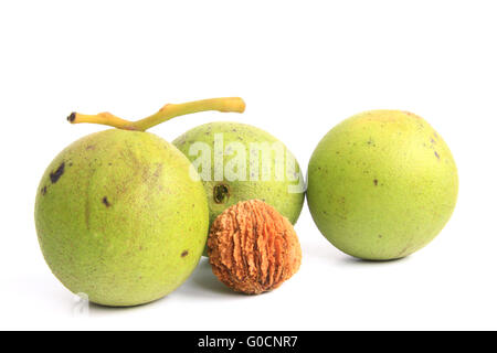Black walnut (Juglans nigra) Stock Photo