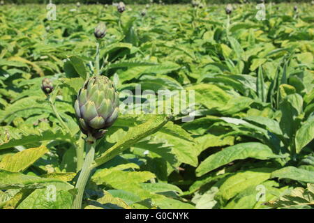 Field with artichokes in the north of Brittany, Fr Stock Photo
