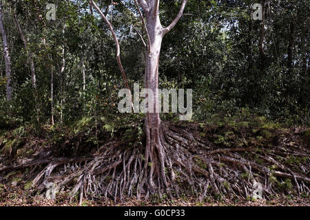 Exposed roots of a fig tree due to soil erosion on the way to Tikal an ancient urban center of the pre-Columbian Maya civilization located in the archaeological region of the Peten Basin in northern Guatemala Stock Photo