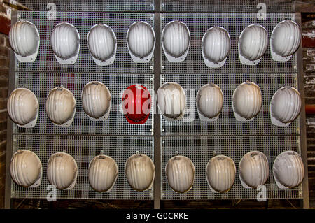 Many white hard hat and a red hard hat hanging on a wall, for visitors, Stock Photo