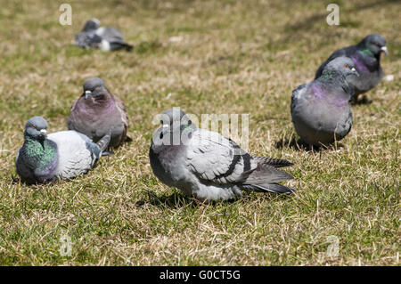 Rock feral pigeon doves resting on winter green gr