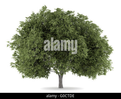 crack willow tree isolated on white background Stock Photo